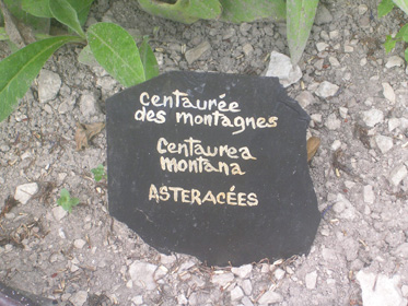 Plaque Centaurée des montagnes